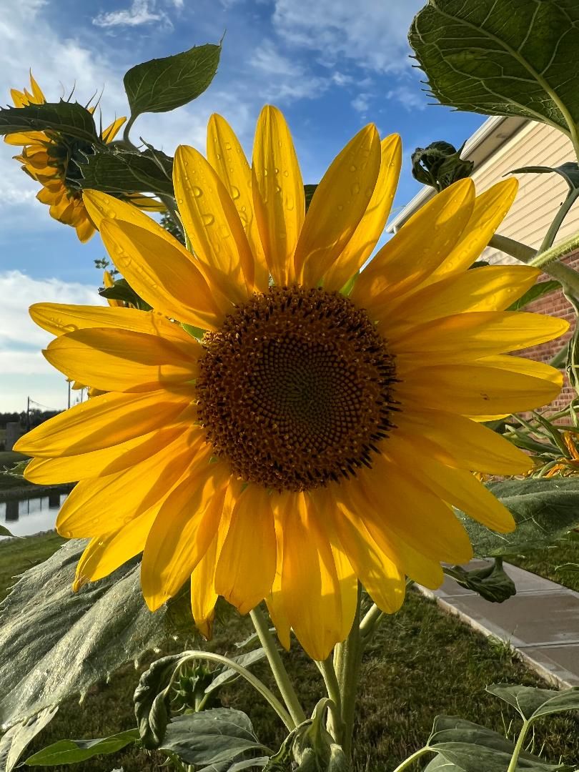 Sunflower in bloom